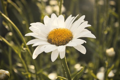 白雏菊花选择性聚焦摄影 · 免费素材图片