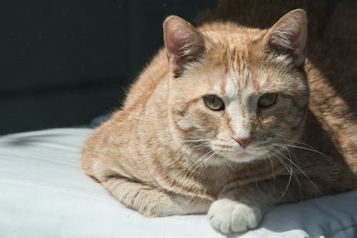躺在白色的棉被上的橙色虎斑猫的特写摄影 · 免费素材图片