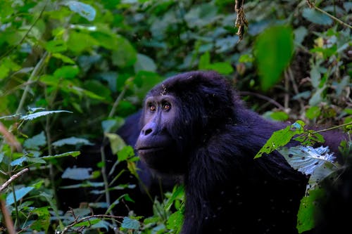 灌木丛中的大猩猩 · 免费素材图片