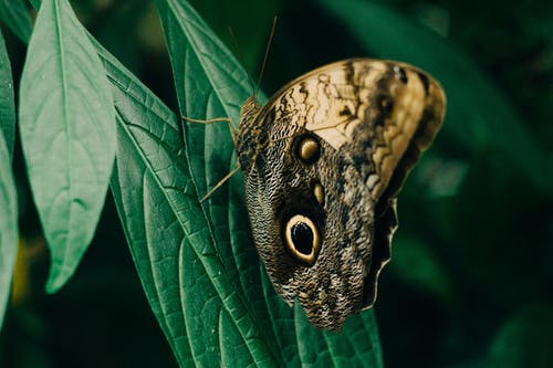 猫头鹰蝴蝶栖息在绿叶上的特写摄影 · 免费素材图片