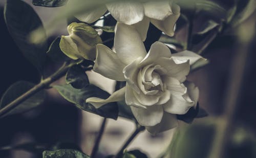 白花的特写摄影 · 免费素材图片