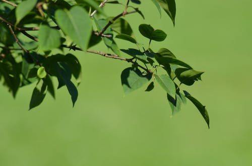 叶子的选择性聚焦摄影 · 免费素材图片