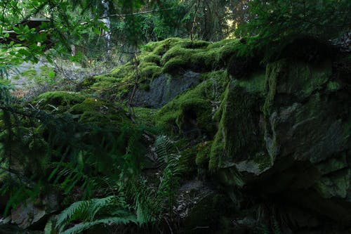 生苔岩石和蕨类植物的照片 · 免费素材图片