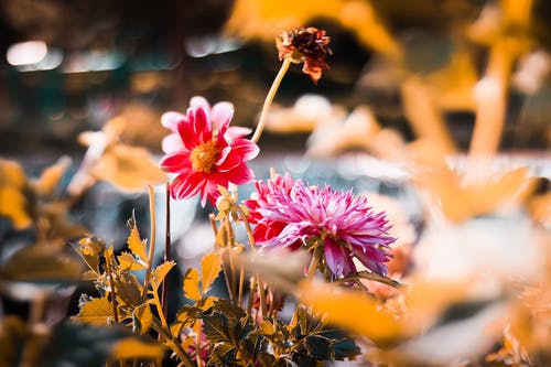 浅焦点摄影的粉红色和红色的花瓣花 · 免费素材图片