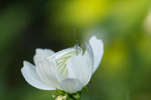 白色硫磺蝴蝶在白色花瓣上的选择性焦点照片 · 免费素材图片