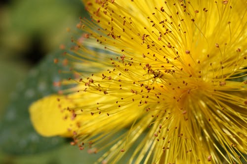 黄色的花瓣花特写摄影 · 免费素材图片