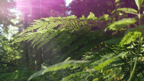 绿叶植物的浅焦点摄影 · 免费素材图片