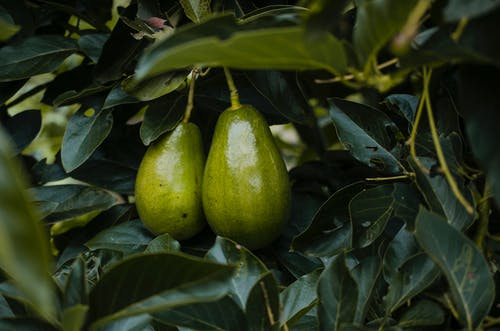 两个鳄梨的特写摄影 · 免费素材图片