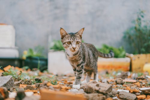 银虎斑猫的选择性聚焦摄影 · 免费素材图片