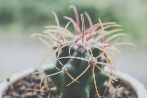 仙人掌植物浅焦点摄影 · 免费素材图片
