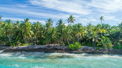 椰子林近水 · 免费素材图片