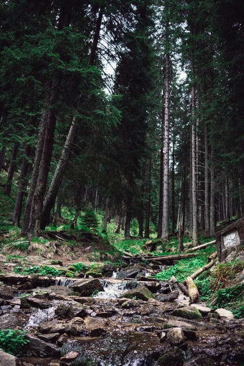森林小溪 · 免费素材图片