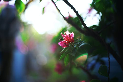 粉红色的花瓣花的特写照片 · 免费素材图片