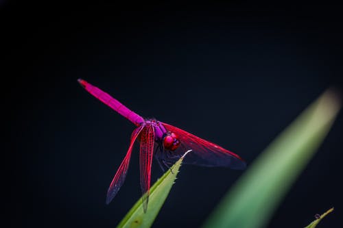 红蜻蜓栖息在叶子上 · 免费素材图片
