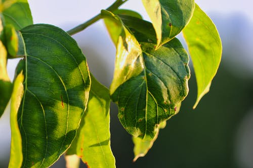 绿叶植物 · 免费素材图片