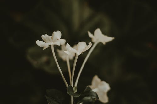 白色花瓣花的特写照片 · 免费素材图片