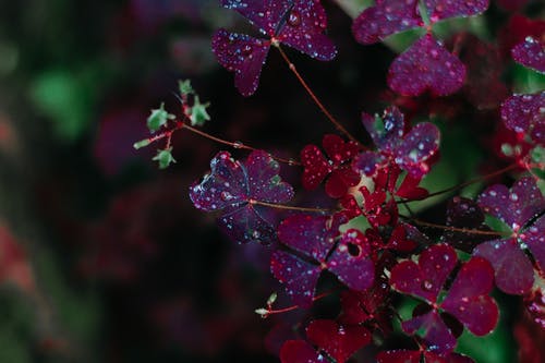 褐红色的花瓣花的特写照片 · 免费素材图片