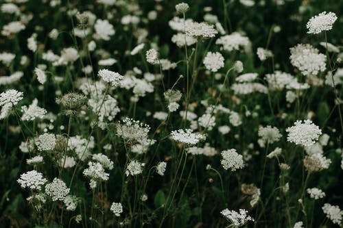 白色花瓣花床 · 免费素材图片