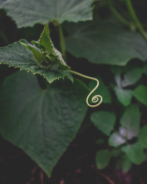 植物浅焦点摄影 · 免费素材图片