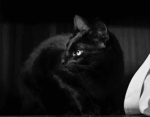 黑猫的单色摄影 · 免费素材图片