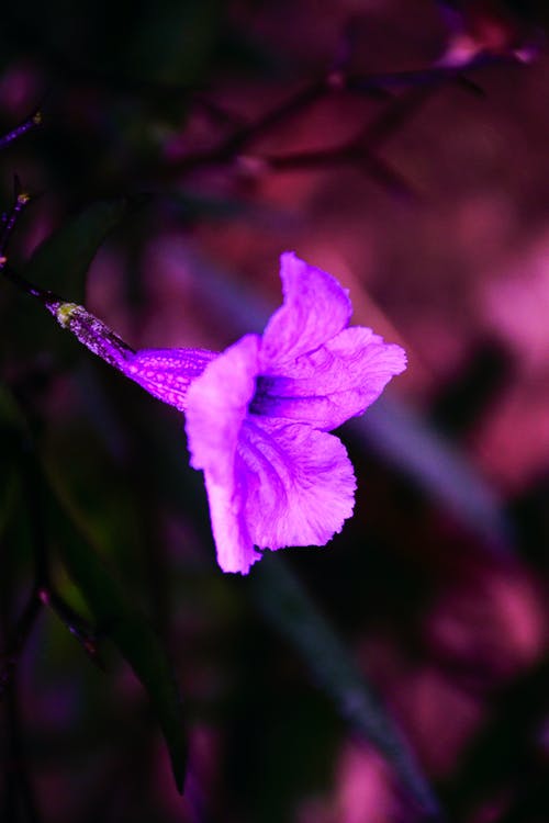 紫色米妮根花的特写照片 · 免费素材图片