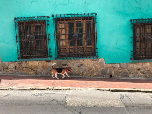 成年三色小猎犬在绿色混凝土建筑旁边的人行道上走过街照片 · 免费素材图片