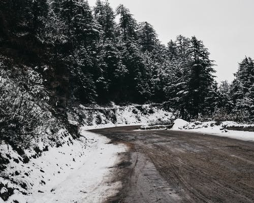 被雪覆盖的树木的风景 · 免费素材图片