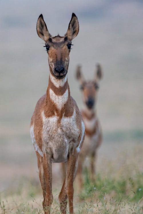 两只棕色的动物，站在草地上的选择性焦点照片 · 免费素材图片