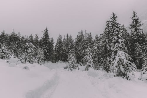 大雪覆盖的树木 · 免费素材图片