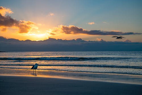 海鸥站在岸上 · 免费素材图片