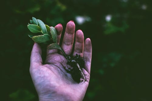 持有绿色肉质植物的人 · 免费素材图片