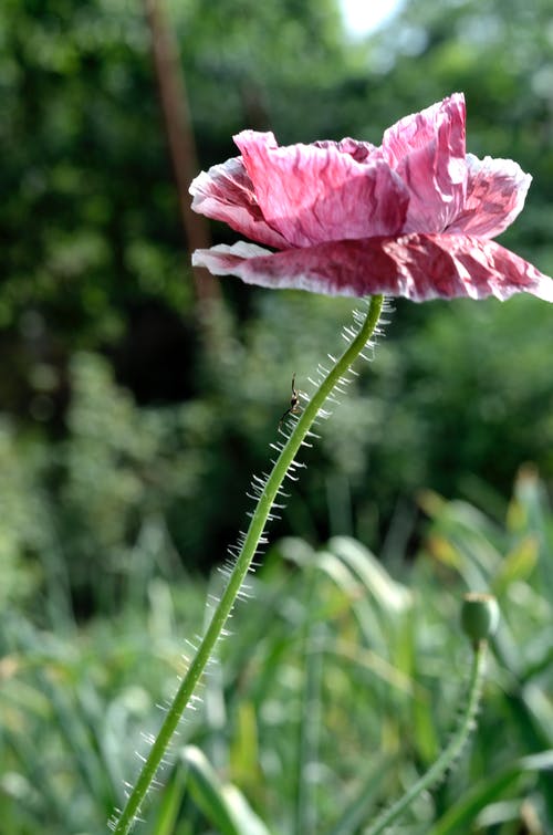 粉色花瓣花 · 免费素材图片