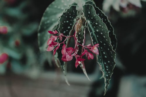 红色花瓣花的选择性聚焦摄影 · 免费素材图片