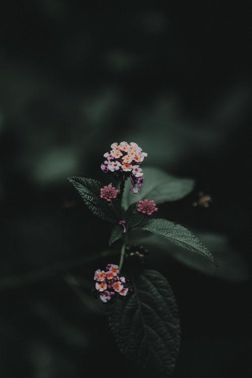 粉色和白色花朵的弱光摄影 · 免费素材图片