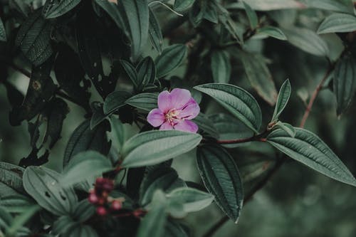 紫色花瓣花园植物的照片 · 免费素材图片