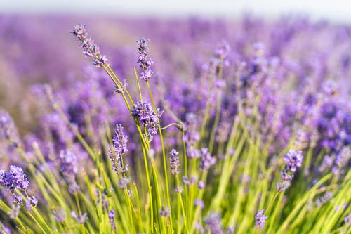紫色花瓣花园特写摄影 · 免费素材图片