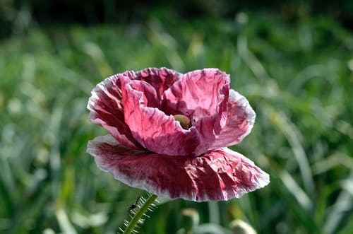 红花瓣花 · 免费素材图片