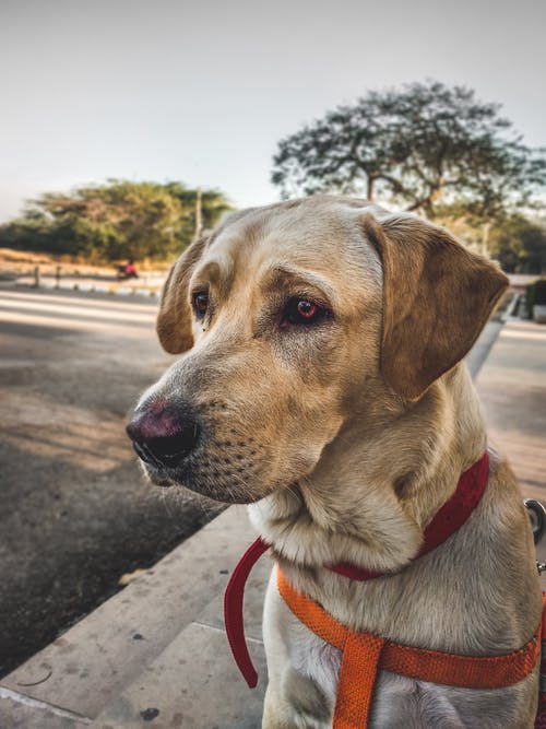 成人黄色拉布拉多犬的特写照片 · 免费素材图片