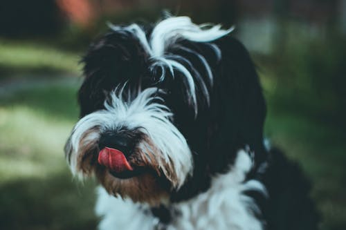 黑白狗的浅焦点摄影 · 免费素材图片