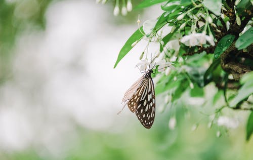 棕色和白色的蝴蝶，在白花选择性聚焦摄影 · 免费素材图片