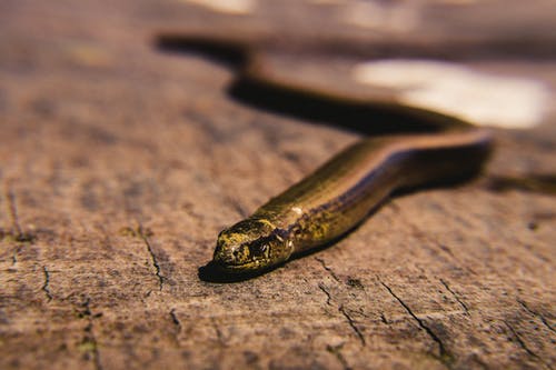 棕色表面上的棕色蛇 · 免费素材图片