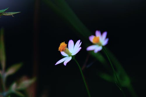 紫色和白色的花瓣花的特写照片 · 免费素材图片