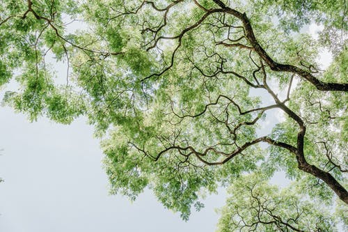 绿叶树低角度摄影 · 免费素材图片