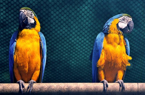 金刚鹦鹉鸟 · 免费素材图片