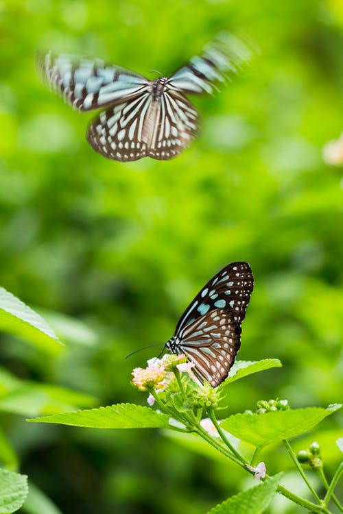 蝴蝶栖息在花上 · 免费素材图片