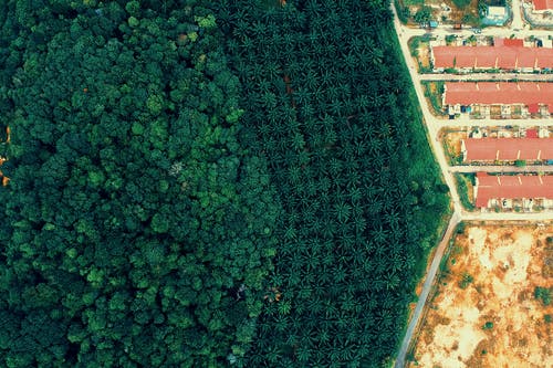 森林和房屋的航拍 · 免费素材图片