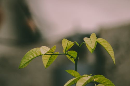 绿叶植物的选择性照片 · 免费素材图片