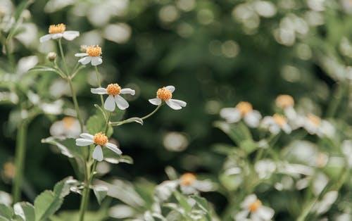 白色花瓣花 · 免费素材图片