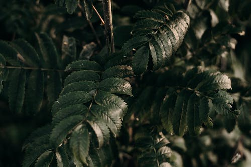 绿叶植物的特写照片 · 免费素材图片