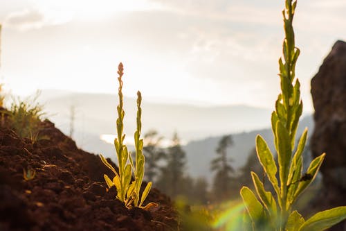 绿叶植物的选择性聚焦摄影 · 免费素材图片